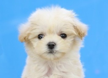 埼玉県のマルプー(マルチーズ×プードル) (かねだい草加店/2025年11月29日生まれ/男の子/アプリコット)の子犬の2枚目の画像