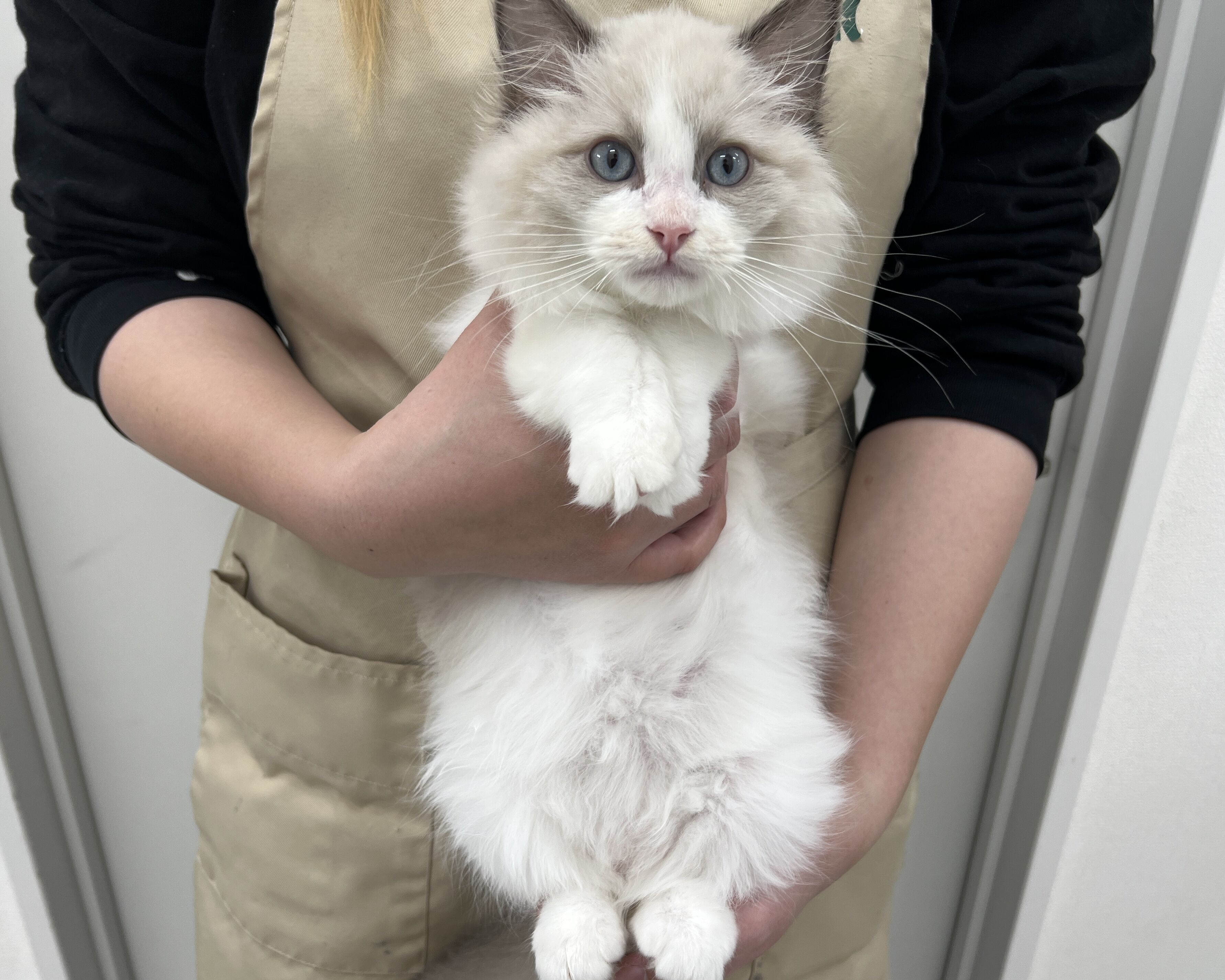 千葉県のラグドール (かねだい千葉店/2025年11月17日生まれ/男の子/ブルーポイントバイカラー)の子猫の1枚目の画像