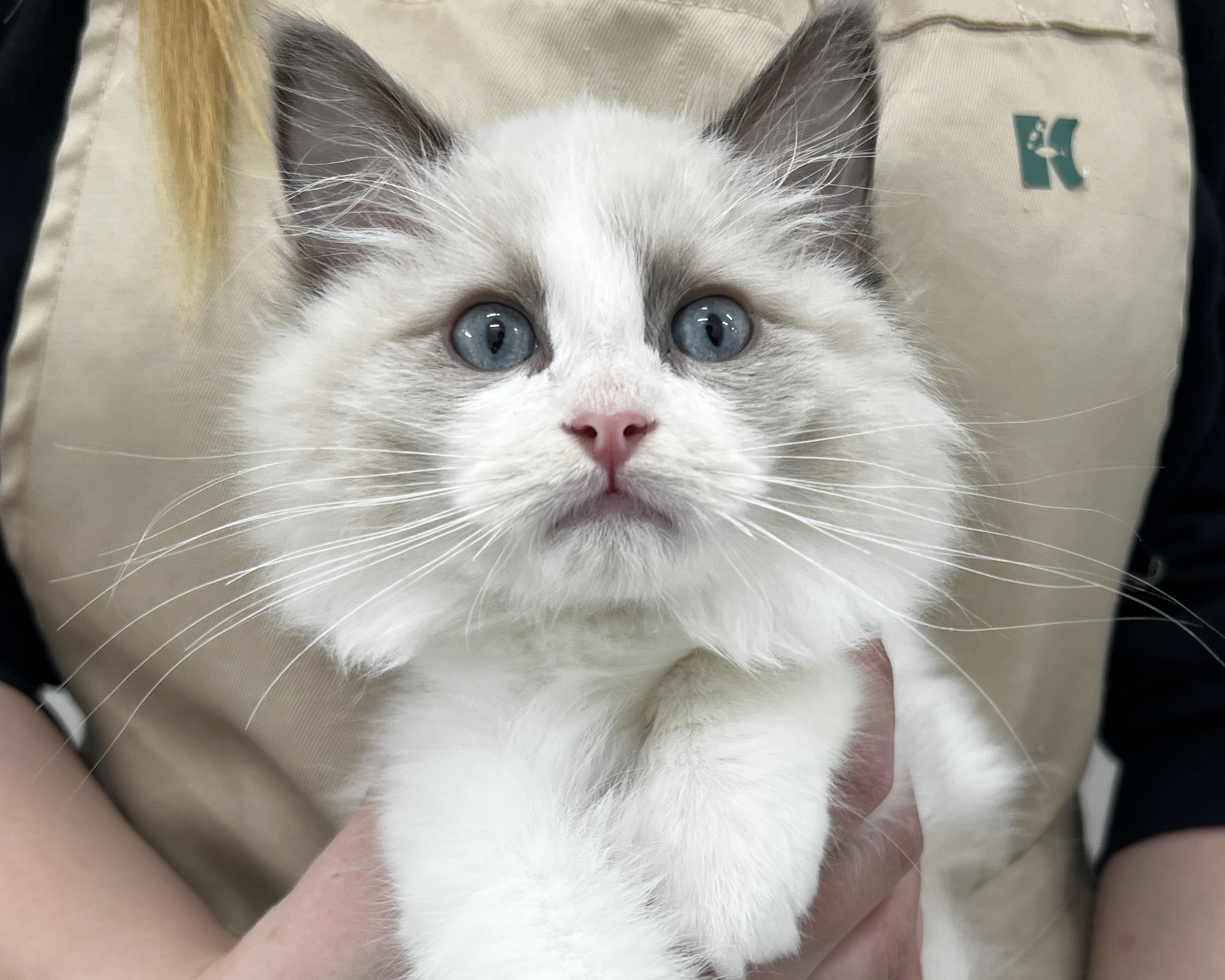 千葉県のラグドール (かねだい千葉店/2025年11月17日生まれ/男の子/ブルーポイントバイカラー)の子猫の2枚目の画像