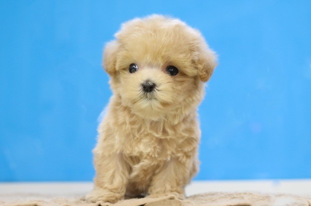 埼玉県のマルプー(マルチーズ×プードル) (かねだい草加店/2025年11月30日生まれ/女の子/アプリコット)の子犬の1枚目の画像