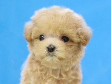 埼玉県のマルプー(マルチーズ×プードル) (かねだい草加店/2025年11月30日生まれ/女の子/アプリコット)の子犬の2枚目の画像