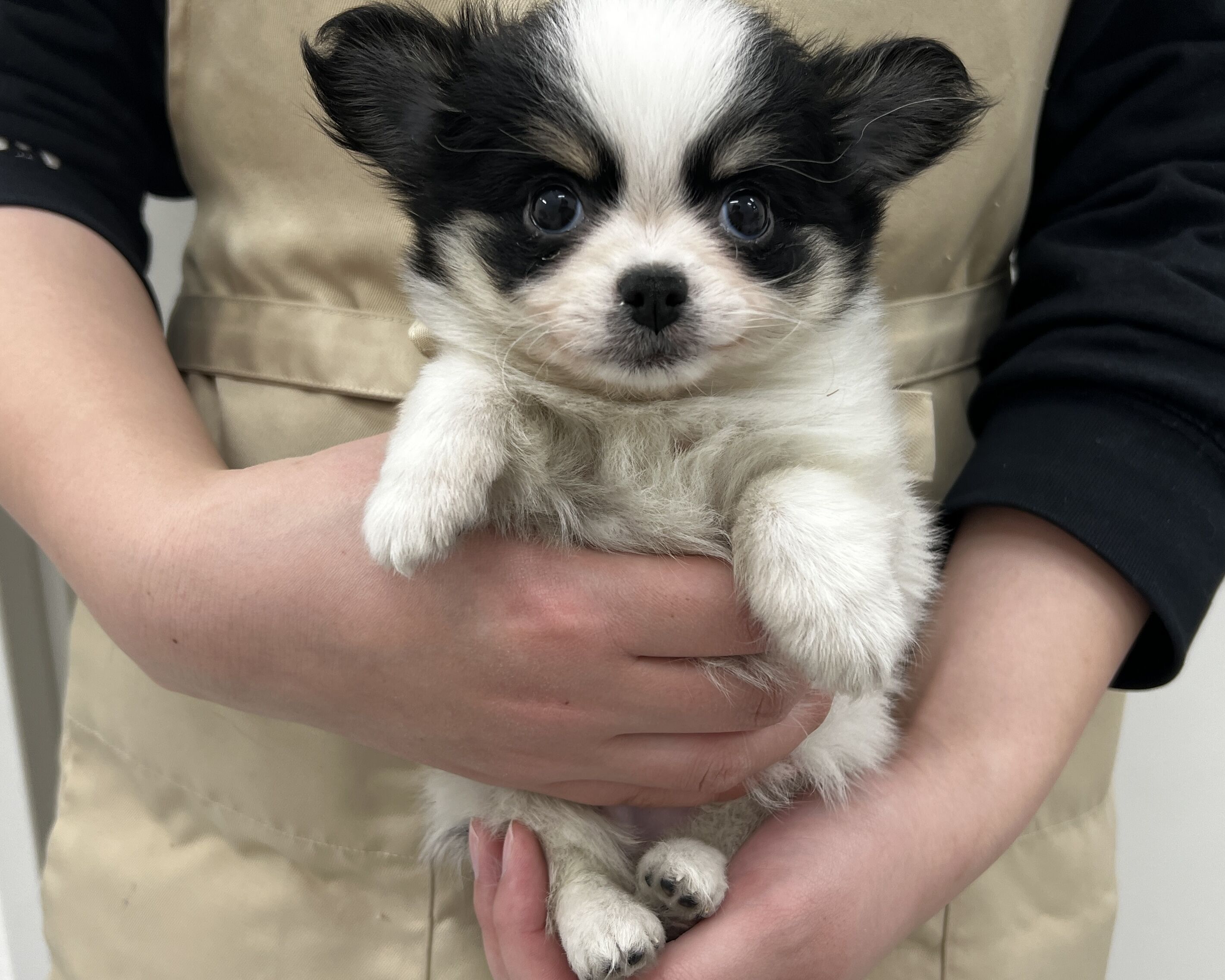 千葉県のチワワ(ロング) (かねだい千葉店/2025年11月29日生まれ/男の子/ホワイトブラック)の子犬の1枚目の画像