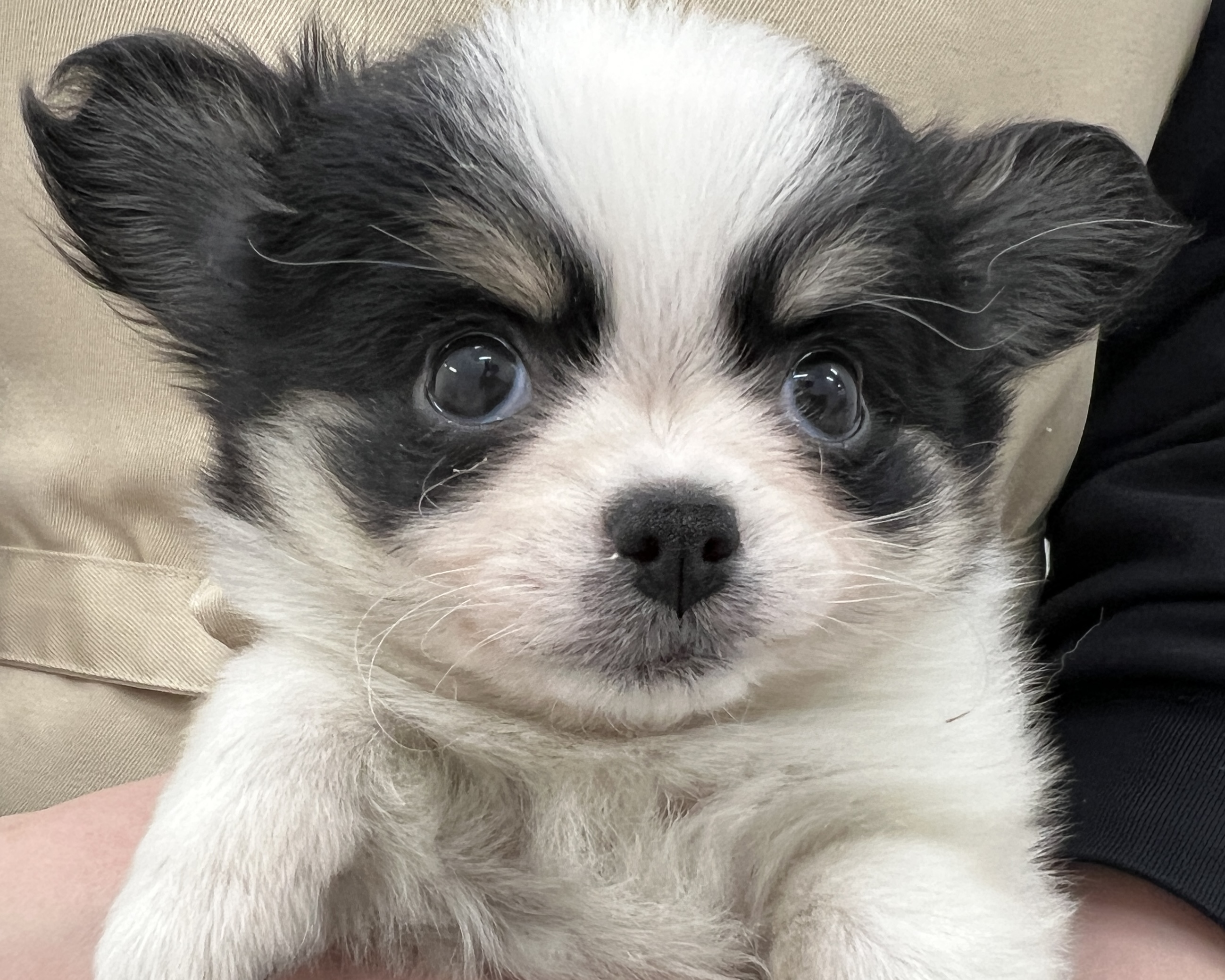 千葉県のチワワ(ロング) (かねだい千葉店/2025年11月29日生まれ/男の子/ホワイトブラック)の子犬の2枚目の画像