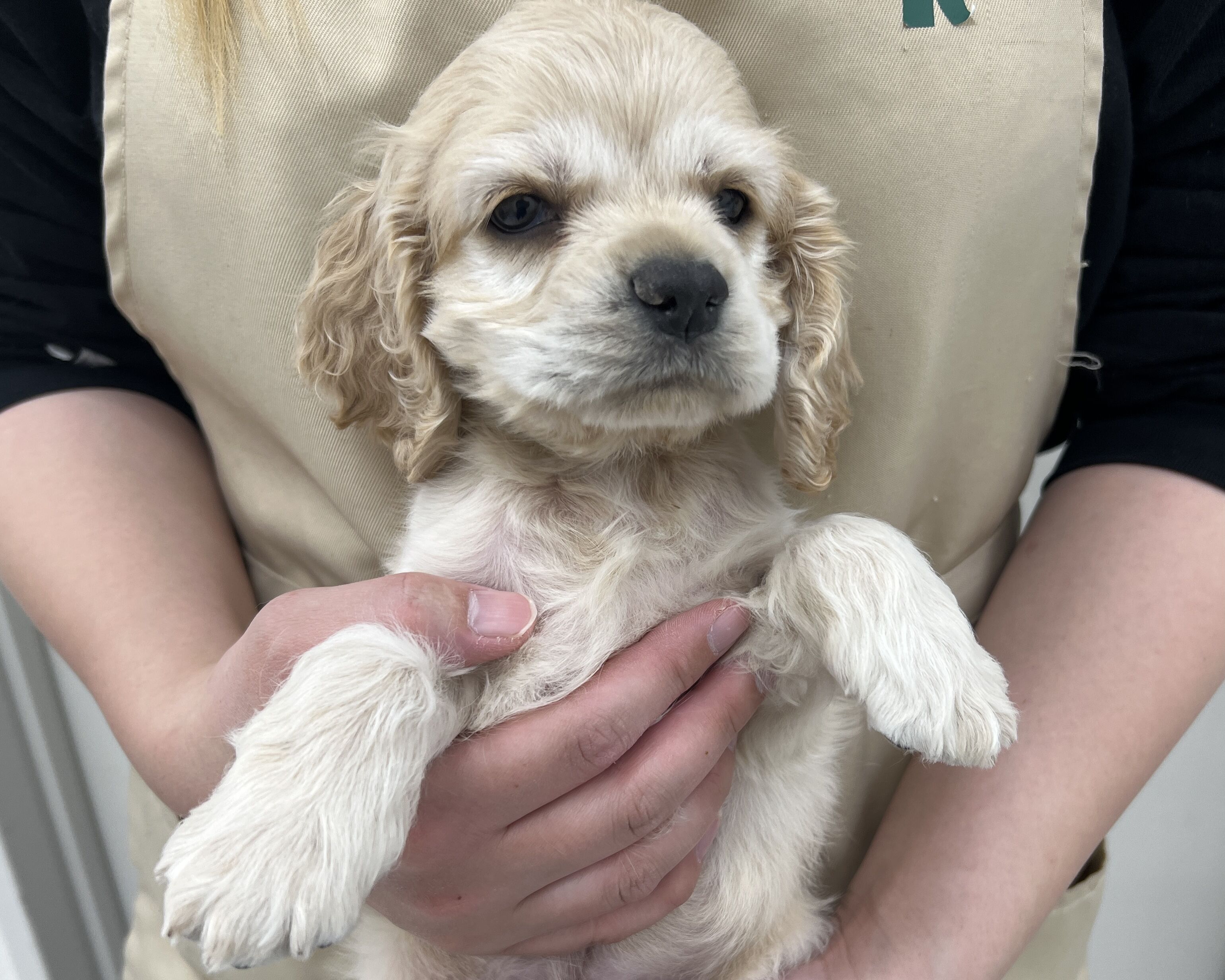 価格の安いアメリカンコッカースパニエル♂ / ペットショップ【かねだい】