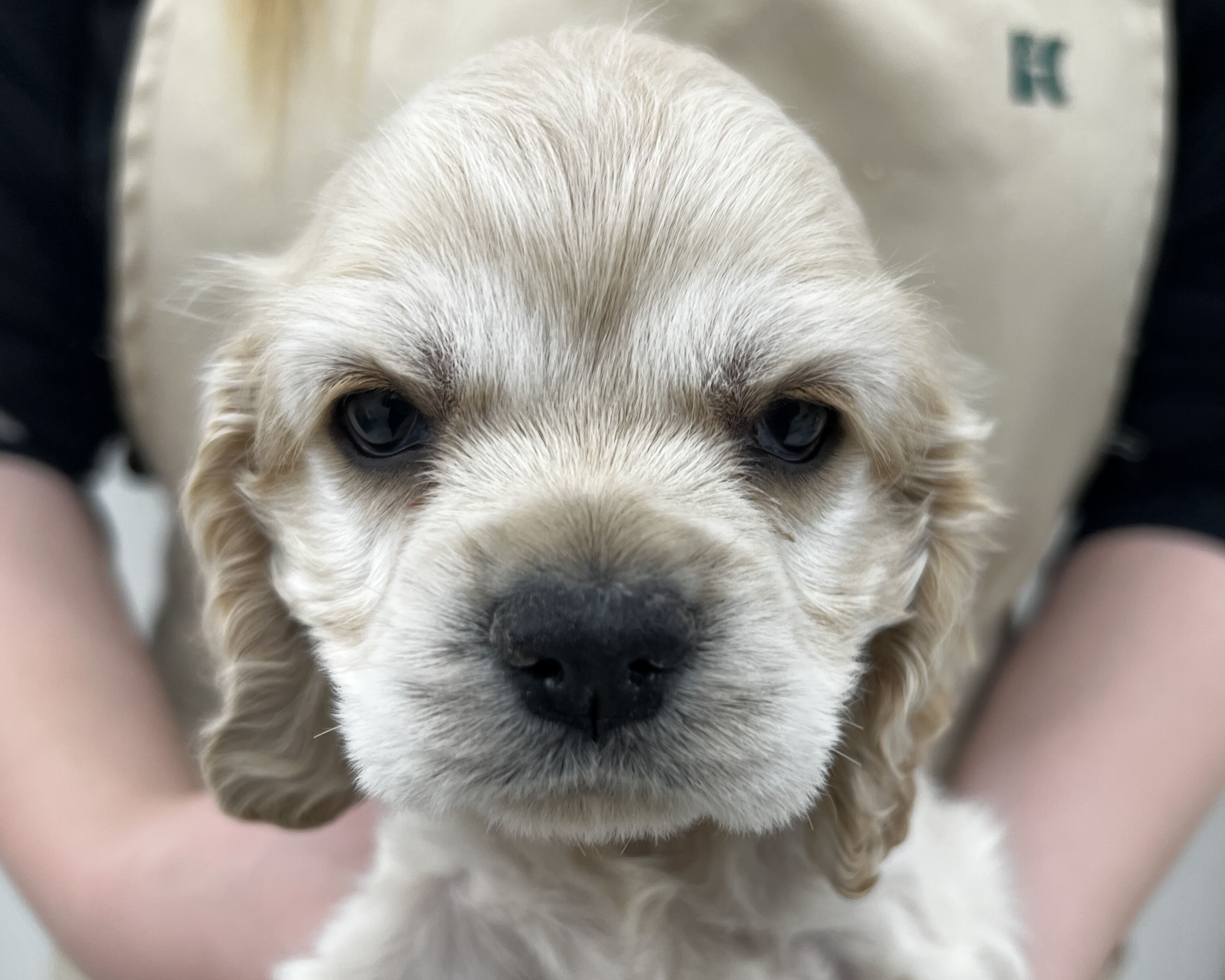 価格の安いアメリカンコッカースパニエル♂ / ペットショップ【かねだい】