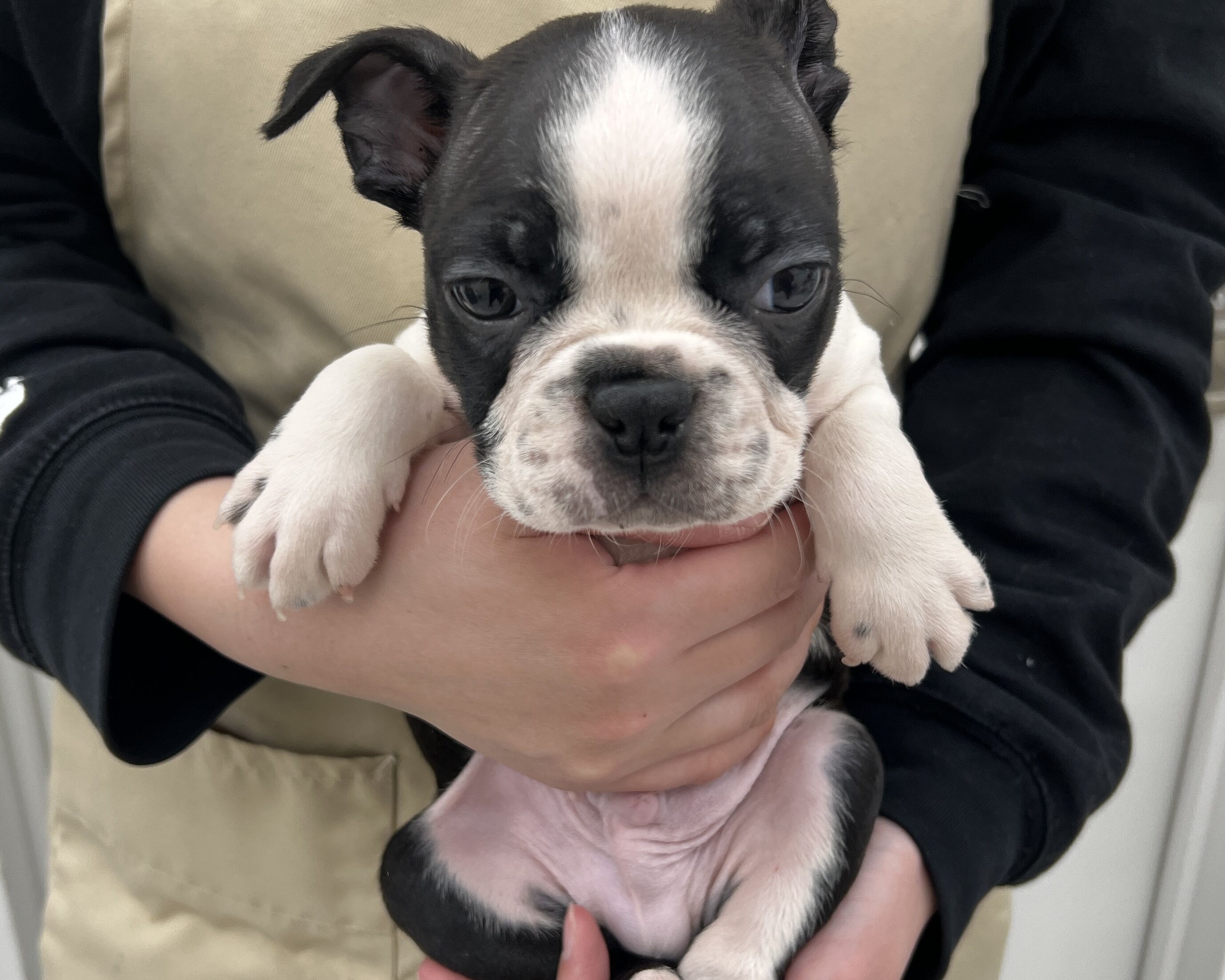 千葉県のボストンテリア (かねだい千葉店/2025年11月28日生まれ/男の子/ボストンカラー)の子犬の1枚目の画像