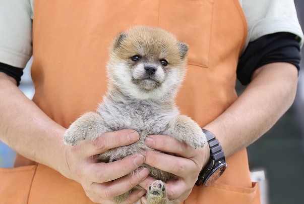 埼玉県の柴犬(標準サイズ) (かねだい草加店/2025年11月29日生まれ/女の子/赤)の子犬の1枚目の画像