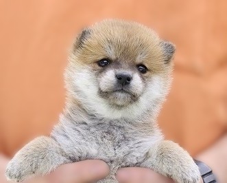 埼玉県の柴犬(標準サイズ) (かねだい草加店/2025年11月29日生まれ/女の子/赤)の子犬の2枚目の画像