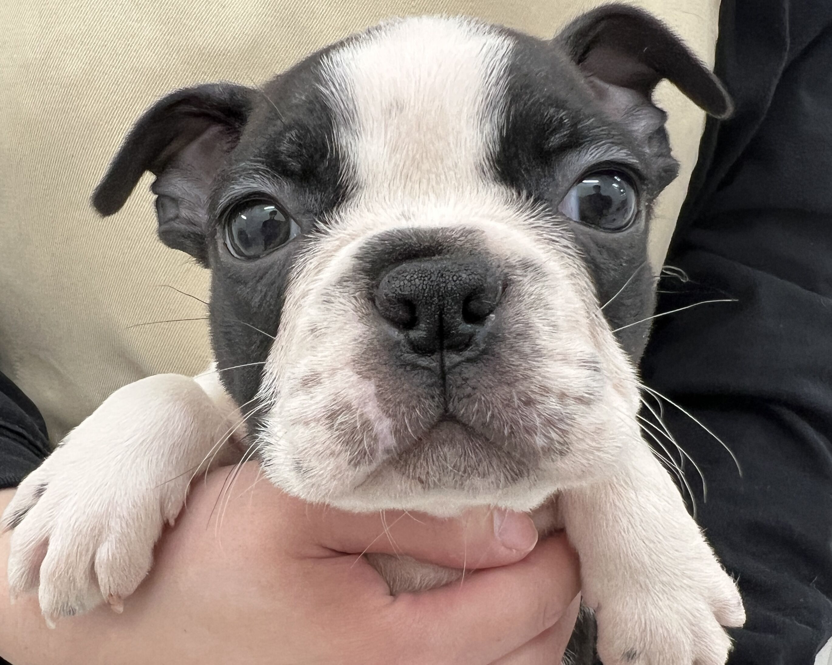 千葉県のボストンテリア (かねだい千葉店/2025年11月28日生まれ/男の子/ボストンカラー)の子犬の2枚目の画像