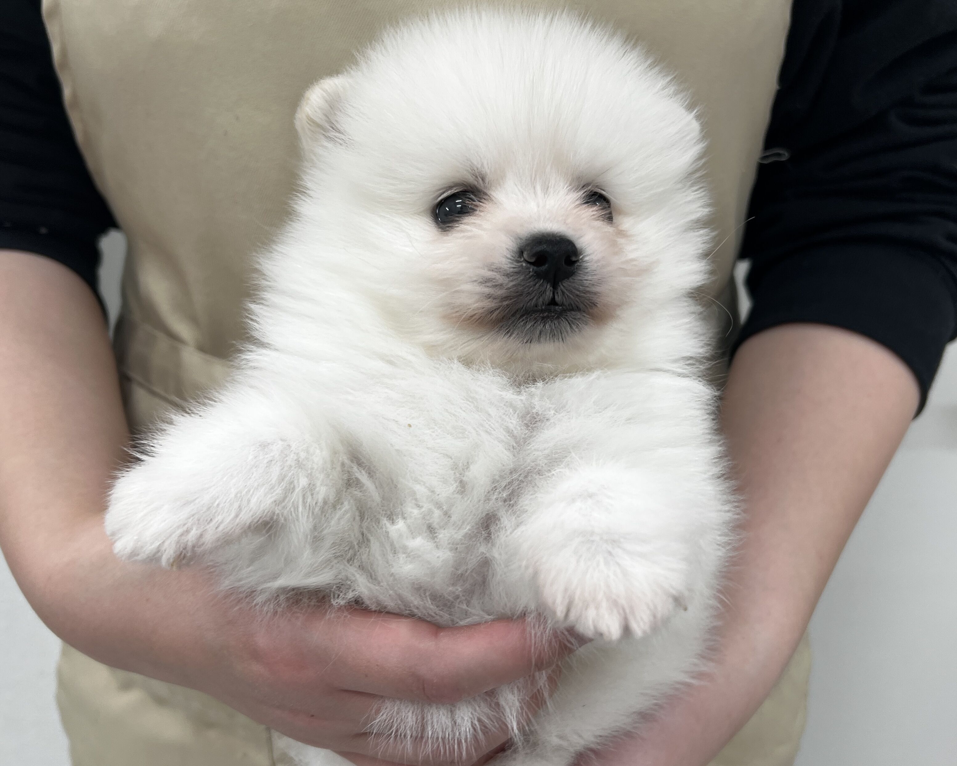 千葉県のポメラニアン (かねだい千葉店/2025年11月29日生まれ/男の子/ホワイト)の子犬の1枚目の画像