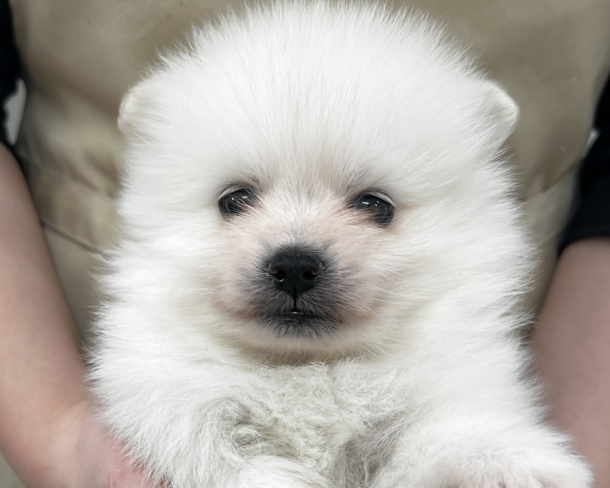 千葉県のポメラニアン (かねだい千葉店/2025年11月29日生まれ/男の子/ホワイト)の子犬の2枚目の画像