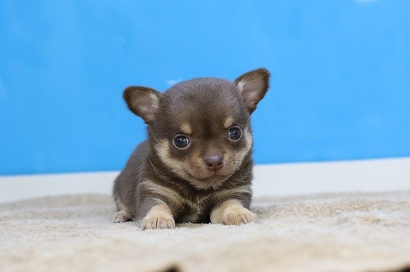 埼玉県のチワワ(スムース) (かねだい草加店/2025年11月29日生まれ/女の子/チョコレートタンホワイト)の子犬の1枚目の画像