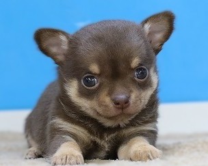 埼玉県のチワワ(スムース) (かねだい草加店/2025年11月29日生まれ/女の子/チョコレートタンホワイト)の子犬の2枚目の画像