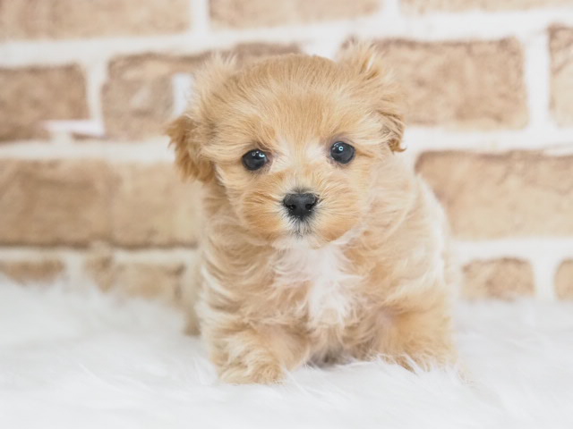 埼玉県のマルプー(マルチーズ×プードル) (かねだい戸田店/2025年11月27日生まれ/男の子/クリーム)の子犬