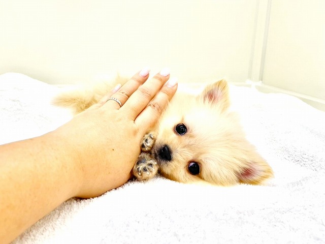東京都のポメラニアン (かねだい本町田店/2025年11月29日生まれ/男の子/クリーム)の子犬の1枚目の画像