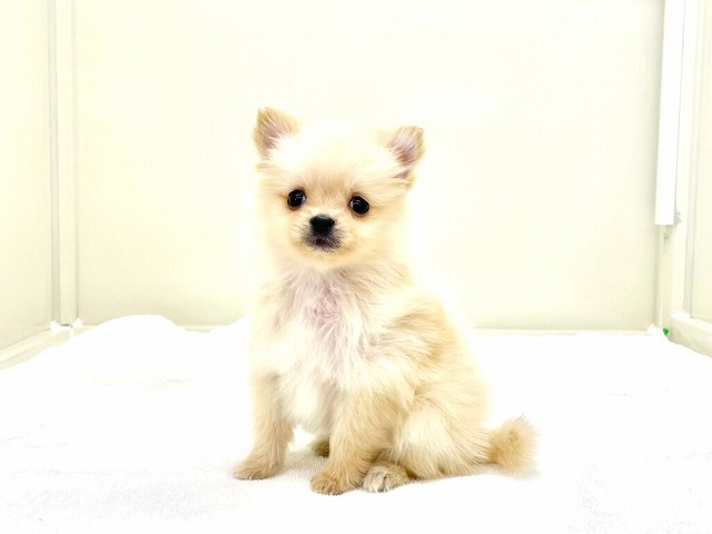 東京都のポメラニアン (かねだい本町田店/2025年11月29日生まれ/男の子/クリーム)の子犬の2枚目の画像