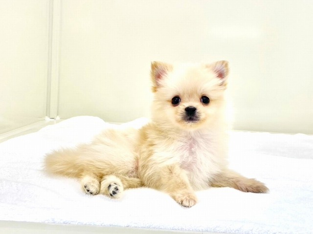 東京都のポメラニアン (かねだい本町田店/2025年11月29日生まれ/男の子/クリーム)の子犬の3枚目の画像