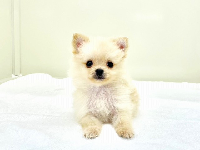 東京都のポメラニアン (かねだい本町田店/2025年11月29日生まれ/男の子/クリーム)の子犬の4枚目の画像