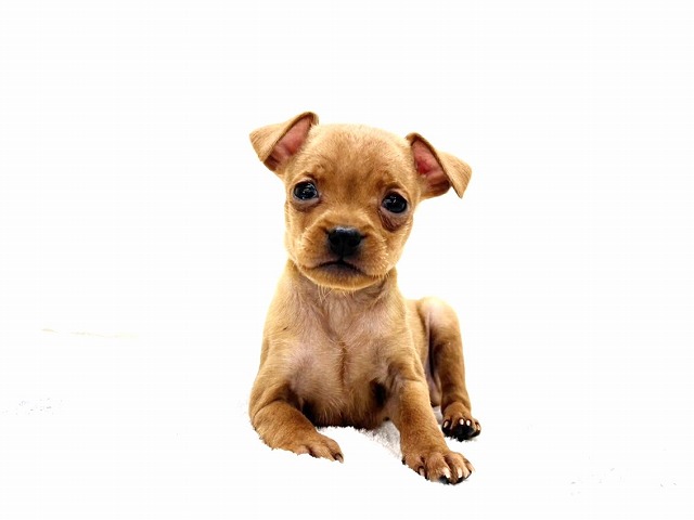 東京都のミニチュアピンシャー (かねだい本町田店/2025年11月29日生まれ/男の子/レッド)の子犬の1枚目の画像