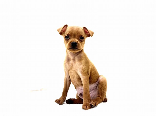 東京都のミニチュアピンシャー (かねだい本町田店/2025年11月29日生まれ/男の子/レッド)の子犬の2枚目の画像