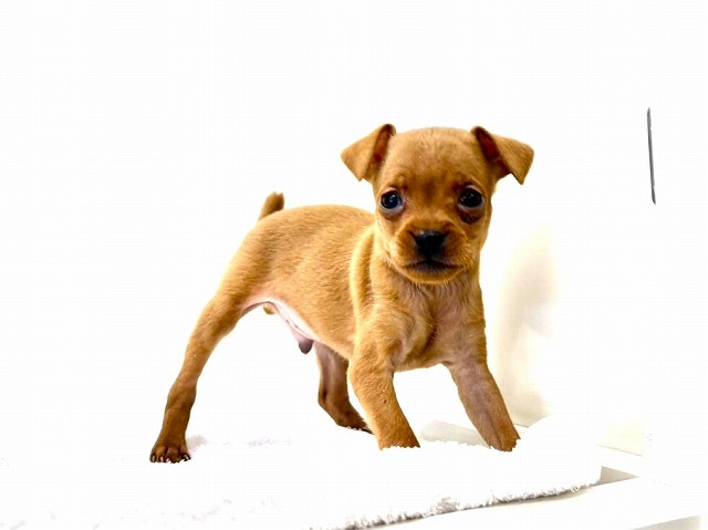 東京都のミニチュアピンシャー (かねだい本町田店/2025年11月29日生まれ/男の子/レッド)の子犬の3枚目の画像