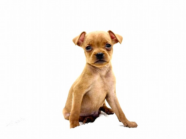 東京都のミニチュアピンシャー (かねだい本町田店/2025年11月29日生まれ/男の子/レッド)の子犬の4枚目の画像