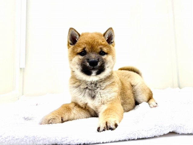 東京都の豆柴 (かねだい本町田店/2025年11月29日生まれ/男の子/赤)の子犬の1枚目の画像