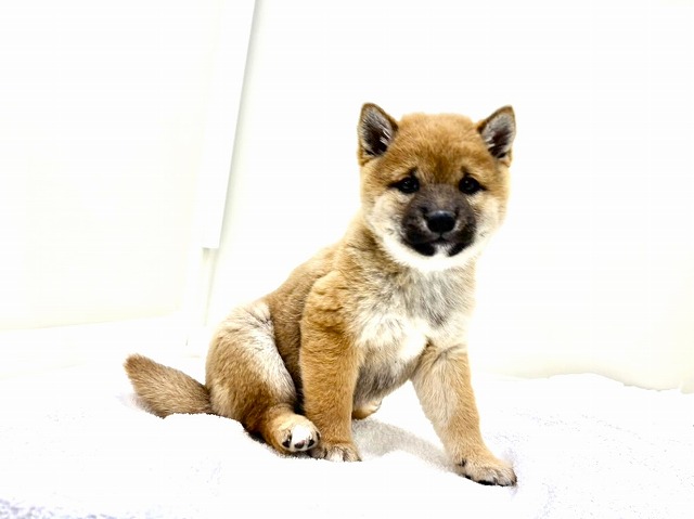 東京都の豆柴 (かねだい本町田店/2025年11月29日生まれ/男の子/赤)の子犬の2枚目の画像