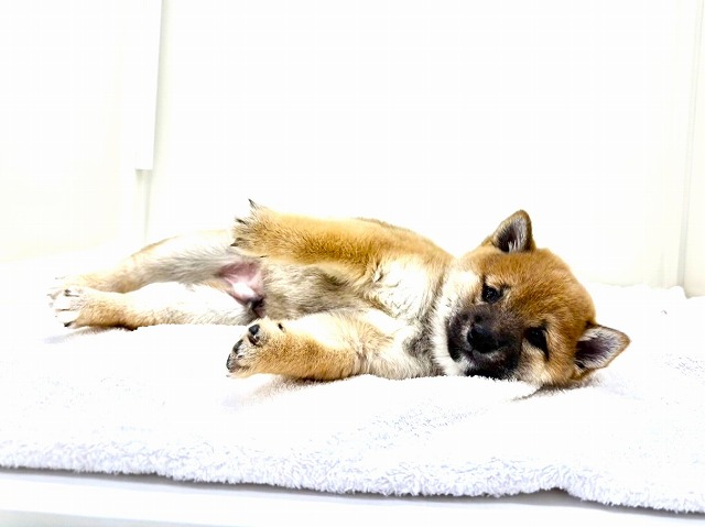 東京都の豆柴 (かねだい本町田店/2025年11月29日生まれ/男の子/赤)の子犬の3枚目の画像