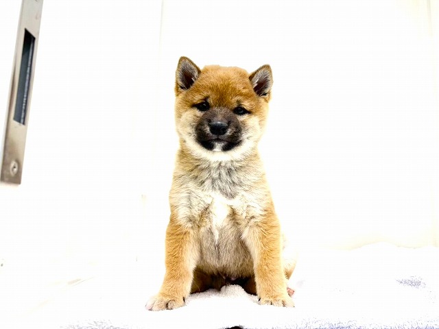 東京都の豆柴 (かねだい本町田店/2025年11月29日生まれ/男の子/赤)の子犬の4枚目の画像