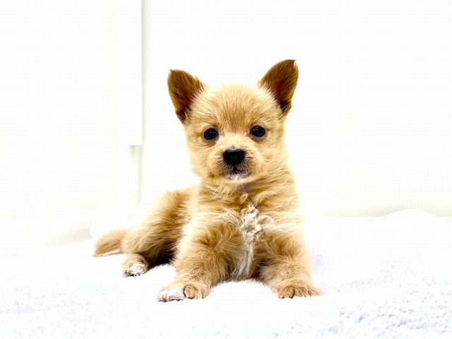 東京都の柴プー/豆プー/マメプー(柴犬×トイプードル) (かねだい本町田店/2025年11月15日生まれ/女の子/アプリコット)の子犬