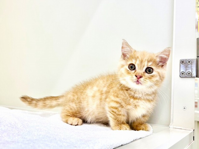 東京都のマンチカン (かねだい本町田店/2025年11月29日生まれ/男の子/クリームタビー)の子猫の1枚目の画像