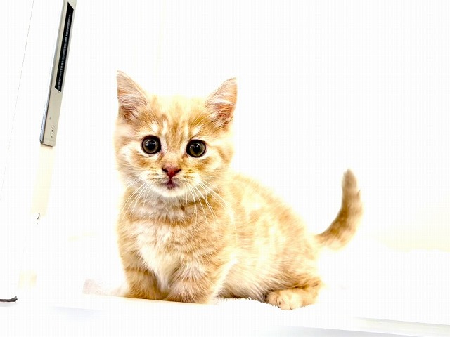 東京都のマンチカン (かねだい本町田店/2025年11月29日生まれ/男の子/クリームタビー)の子猫の2枚目の画像