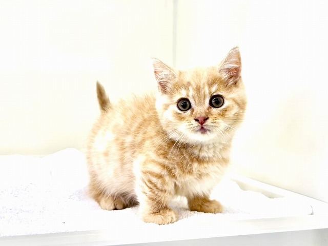 東京都のマンチカン (かねだい本町田店/2025年11月29日生まれ/男の子/クリームタビー)の子猫の3枚目の画像