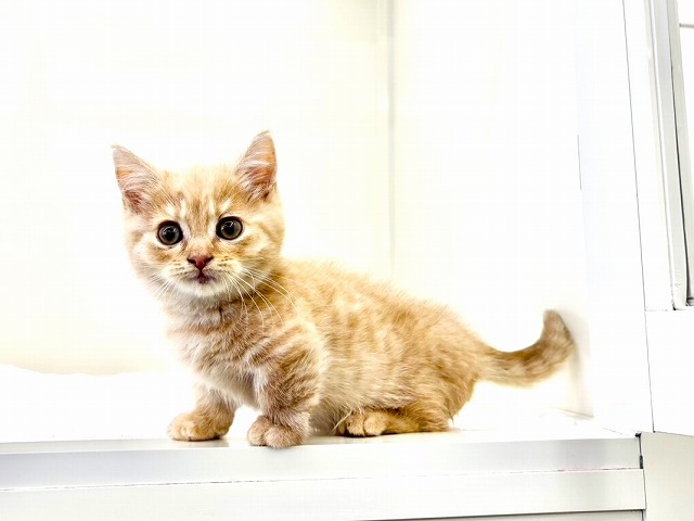 東京都のマンチカン (かねだい本町田店/2025年11月29日生まれ/男の子/クリームタビー)の子猫の4枚目の画像