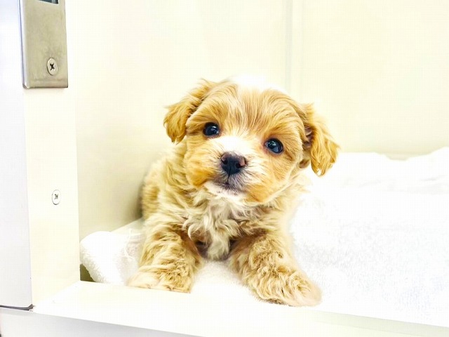 東京都のマルプー(マルチーズ×プードル) (かねだい本町田店/2025年11月29日生まれ/男の子/アプリコットホワイト)の子犬の1枚目の画像