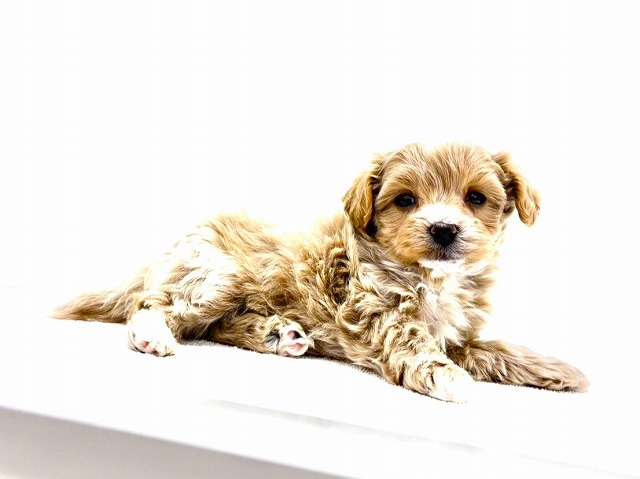 東京都のマルプー(マルチーズ×プードル) (かねだい本町田店/2025年11月29日生まれ/男の子/アプリコットホワイト)の子犬の2枚目の画像