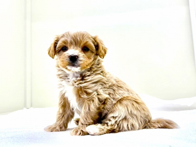 東京都のマルプー(マルチーズ×プードル) (かねだい本町田店/2025年11月29日生まれ/男の子/アプリコットホワイト)の子犬の3枚目の画像