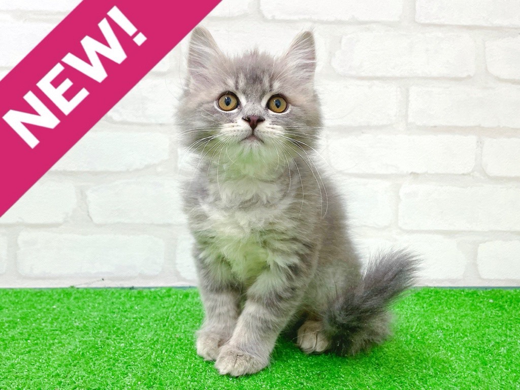 東京都のサイベリアン (かねだい立川店/2025年11月22日生まれ/女の子/ブルータビー)の子猫の1枚目の画像