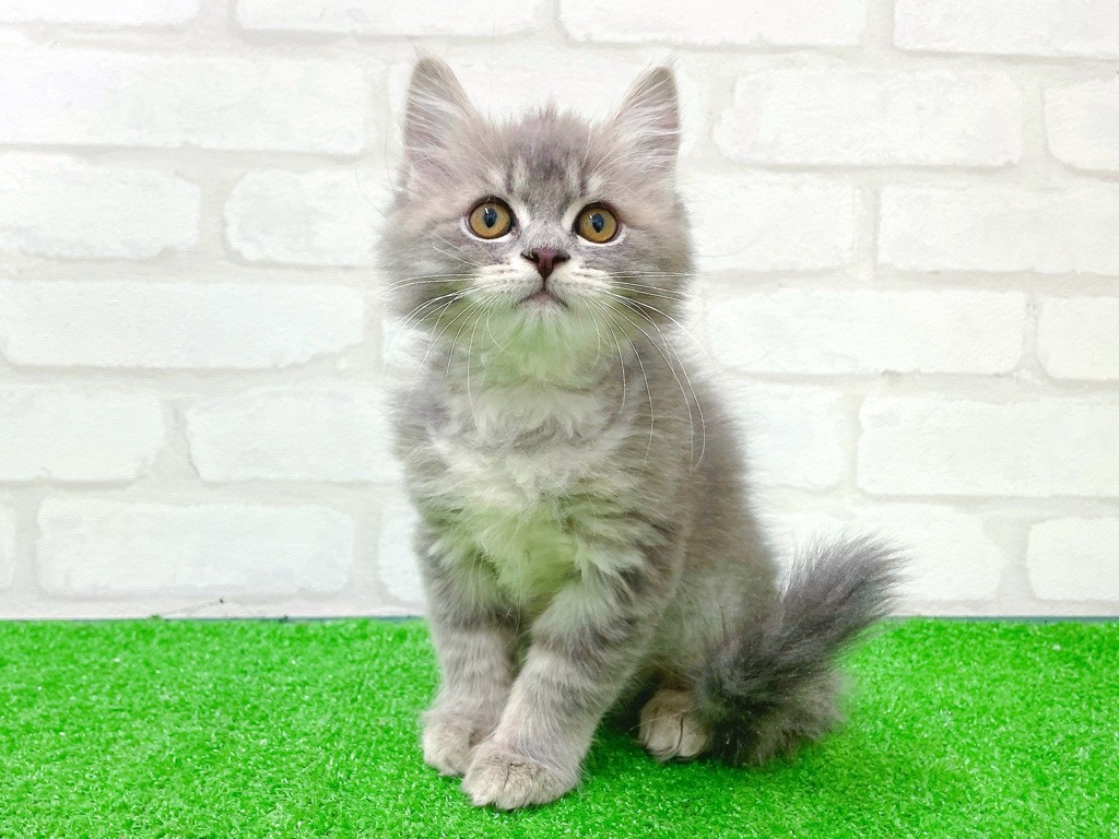 東京都のサイベリアン (かねだい立川店/2025年11月22日生まれ/女の子/ブルータビー)の子猫の2枚目の画像