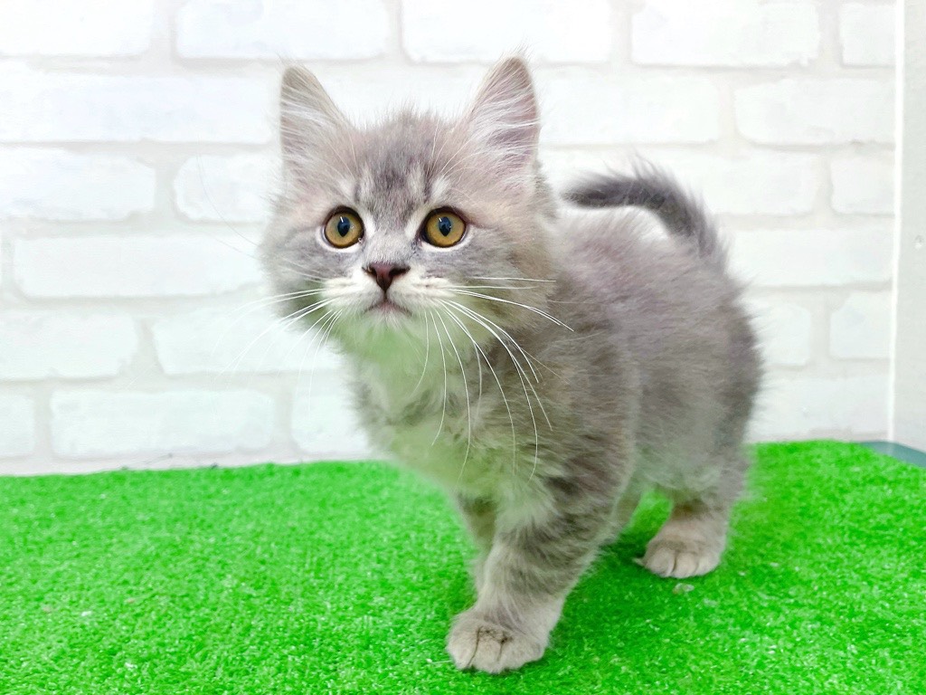 東京都のサイベリアン (かねだい立川店/2025年11月22日生まれ/女の子/ブルータビー)の子猫の3枚目の画像