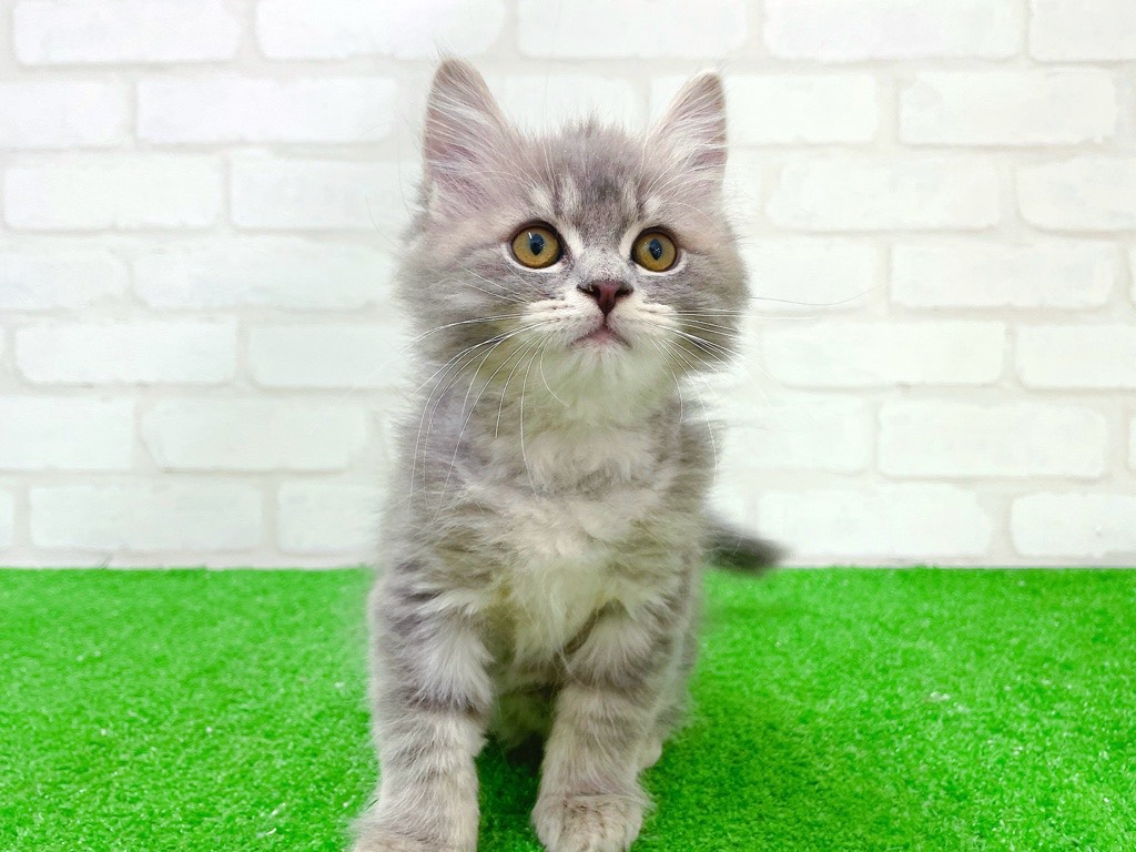 東京都のサイベリアン (かねだい立川店/2025年11月22日生まれ/女の子/ブルータビー)の子猫の4枚目の画像