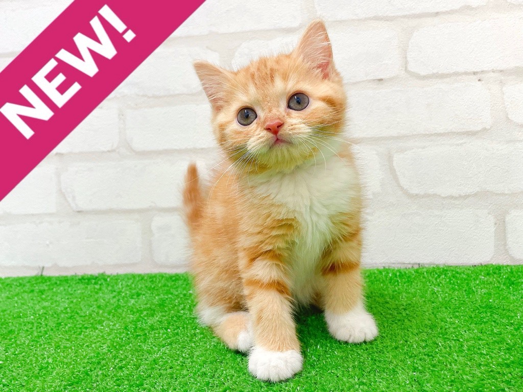 東京都のスコティッシュフォールド (かねだい立川店/2025年11月29日生まれ/女の子/レッドタビーホワイト)の子猫の1枚目の画像