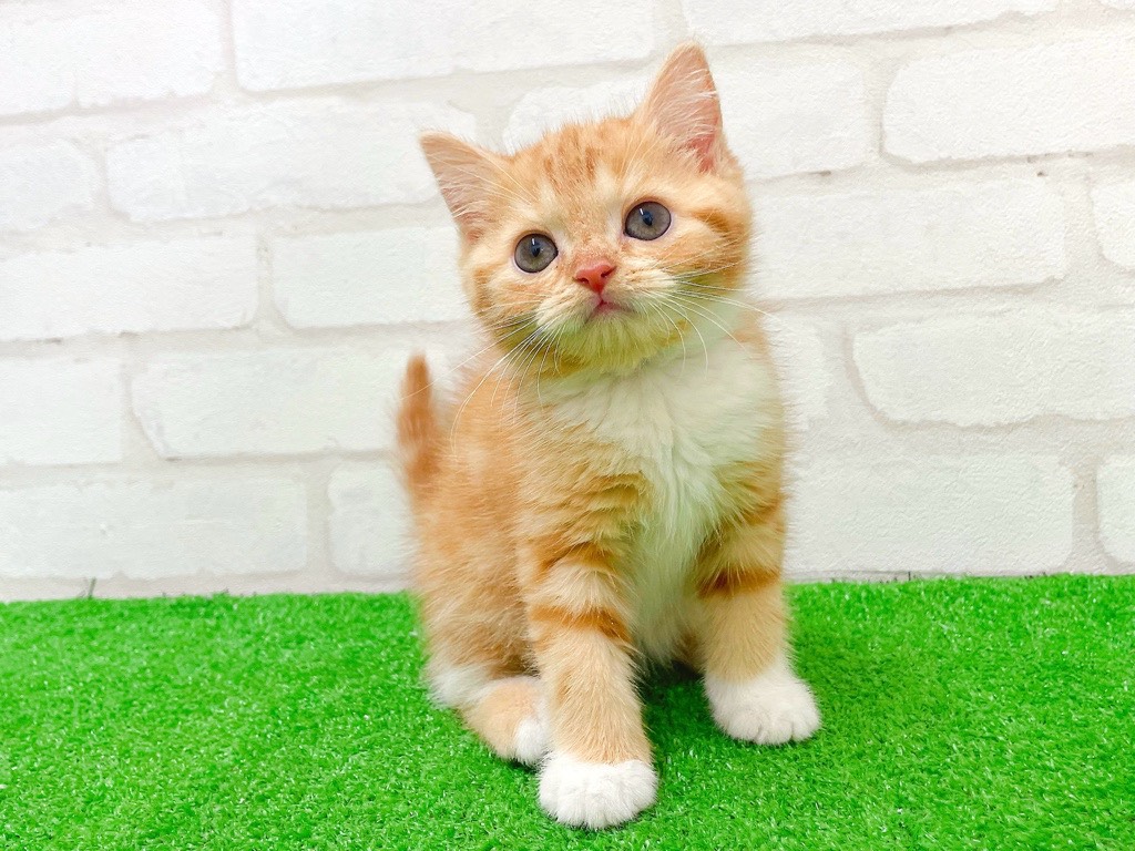 東京都のスコティッシュフォールド (かねだい立川店/2025年11月29日生まれ/女の子/レッドタビーホワイト)の子猫の2枚目の画像