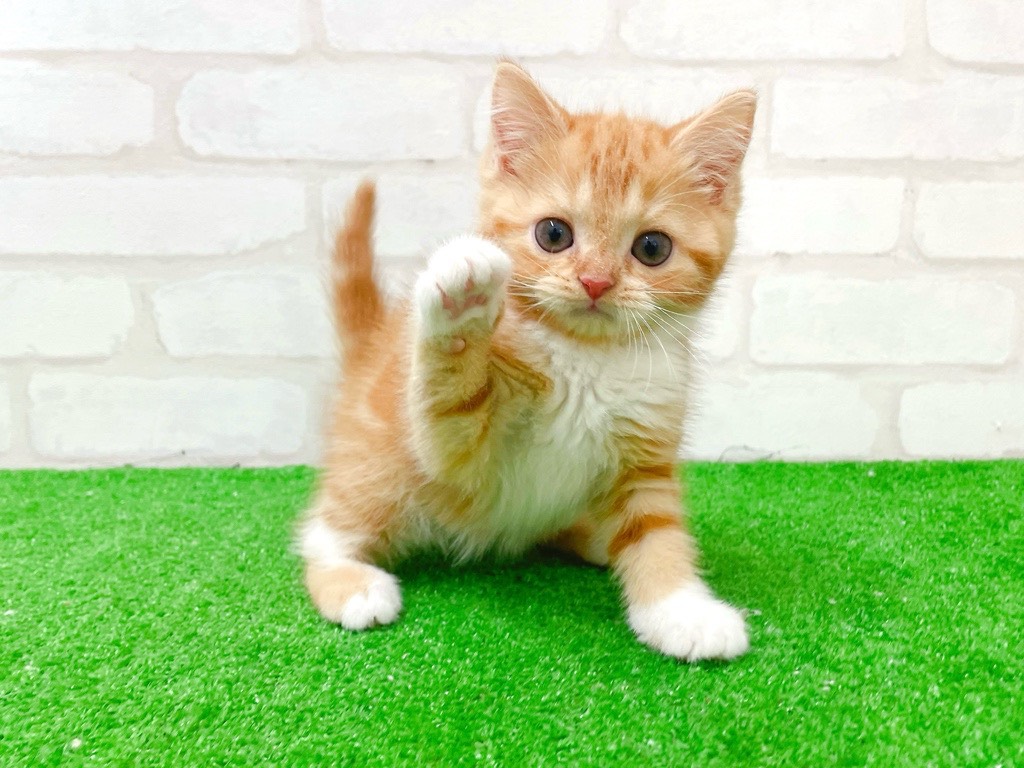 東京都のスコティッシュフォールド (かねだい立川店/2025年11月29日生まれ/女の子/レッドタビーホワイト)の子猫の3枚目の画像