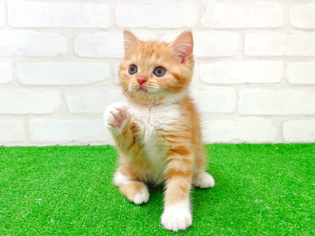 東京都のスコティッシュフォールド (かねだい立川店/2025年11月29日生まれ/女の子/レッドタビーホワイト)の子猫の4枚目の画像