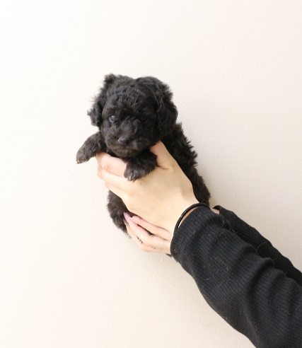 神奈川県のトイプードル(トイ) (かねだい伊勢原店/2025年11月28日生まれ/男の子/シルバー)の子犬