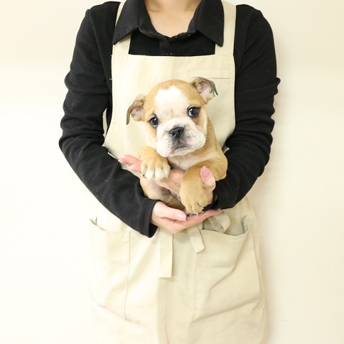 神奈川県のブルドッグ (かねだい伊勢原店/2025年11月26日生まれ/男の子/フォーンホワイト)の子犬