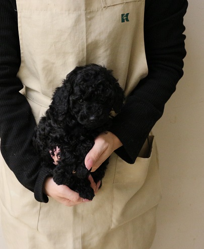神奈川県のトイプードル(トイ) (かねだい伊勢原店/2025年11月29日生まれ/男の子/ブラック)の子犬