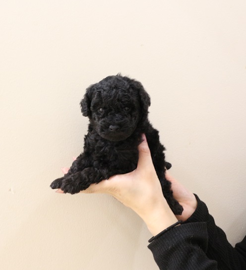 神奈川県のトイプードル(トイ) (かねだい伊勢原店/2025年11月28日生まれ/女の子/ブラック)の子犬